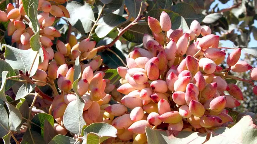 فواید پسته تازه