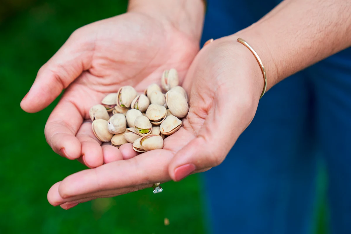 روزانه چند عدد پسته بخوریم